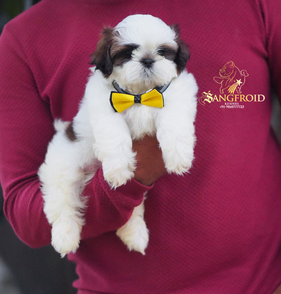 Image of shih tzu posted on 2022-08-22 04:07:05 from mumbai